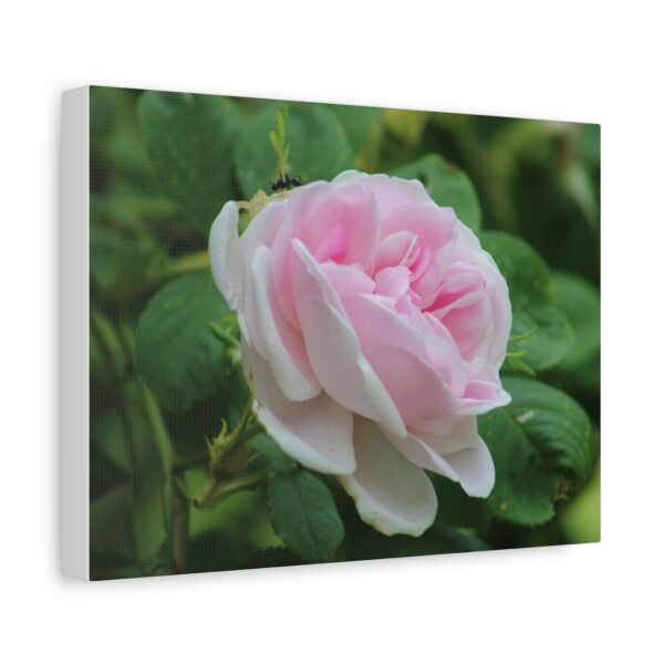 Floral Canvas Art Print, Beautiful Pink Rose, Wall Decor, Gift for Flower Lovers, Home Decoration, Living Room Art - Image 2