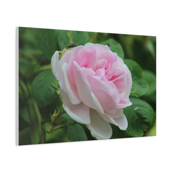 Floral Canvas Art Print, Beautiful Pink Rose, Wall Decor, Gift for Flower Lovers, Home Decoration, Living Room Art - Image 14