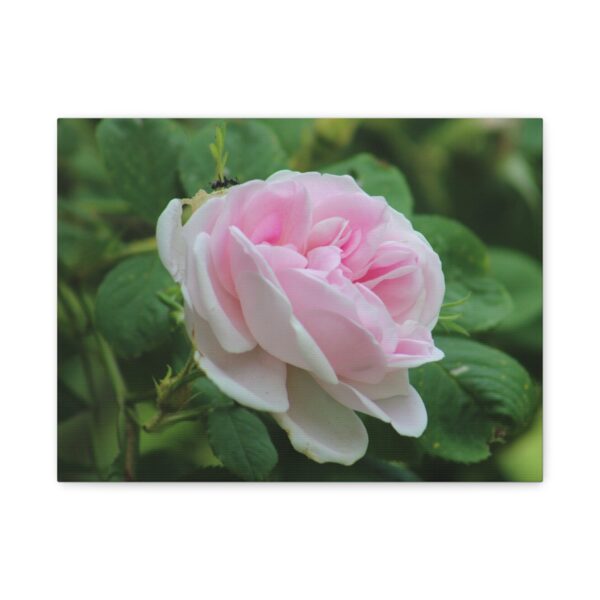 Floral Canvas Art Print, Beautiful Pink Rose, Wall Decor, Gift for Flower Lovers, Home Decoration, Living Room Art - Image 5