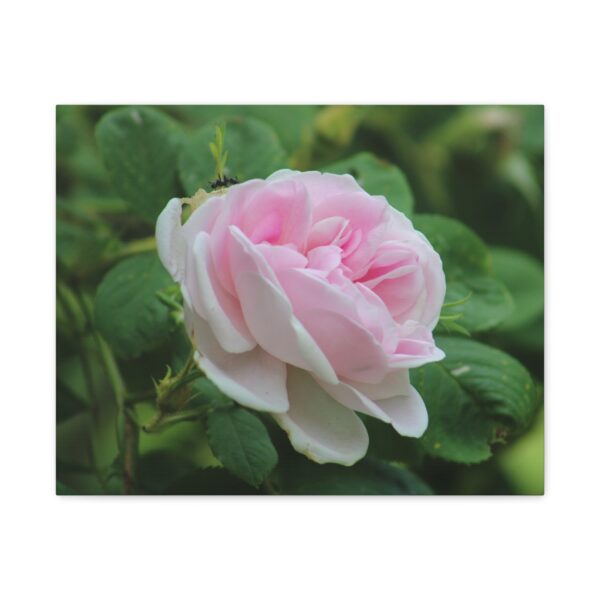 Floral Canvas Art Print, Beautiful Pink Rose, Wall Decor, Gift for Flower Lovers, Home Decoration, Living Room Art - Image 9