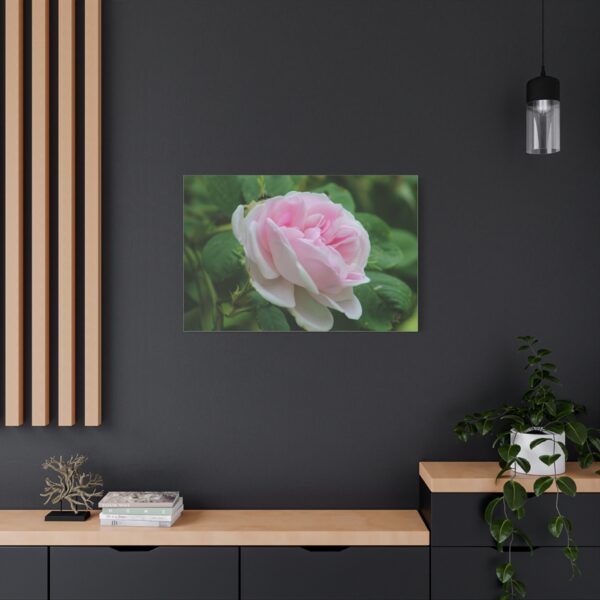 Floral Canvas Art Print, Beautiful Pink Rose, Wall Decor, Gift for Flower Lovers, Home Decoration, Living Room Art - Image 16