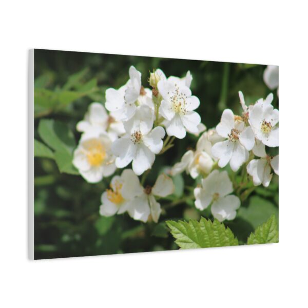 Botanical Wall Art, Floral Home Decor, White Flower Canvas, Stretched Canvas Print, Gift for Nature Lovers - Image 10