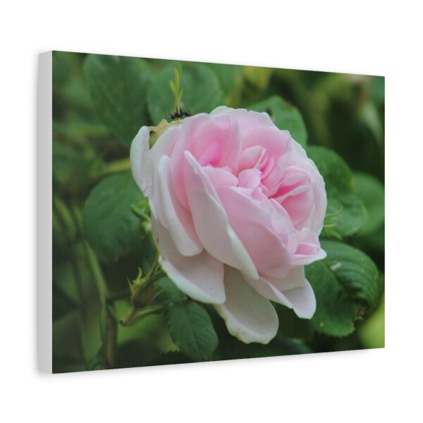 Floral Canvas Art Print, Beautiful Pink Rose, Wall Decor, Gift for Flower Lovers, Home Decoration, Living Room Art - Image 6