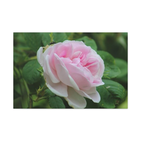 Floral Canvas Art Print, Beautiful Pink Rose, Wall Decor, Gift for Flower Lovers, Home Decoration, Living Room Art - Image 13