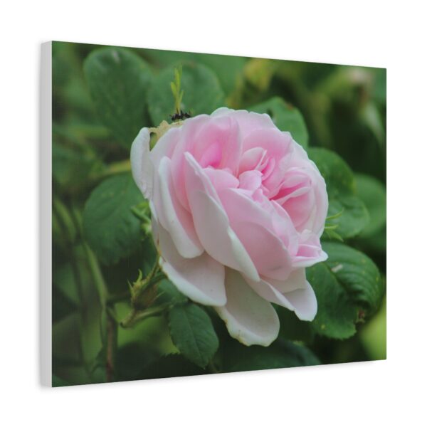 Floral Canvas Art Print, Beautiful Pink Rose, Wall Decor, Gift for Flower Lovers, Home Decoration, Living Room Art - Image 10