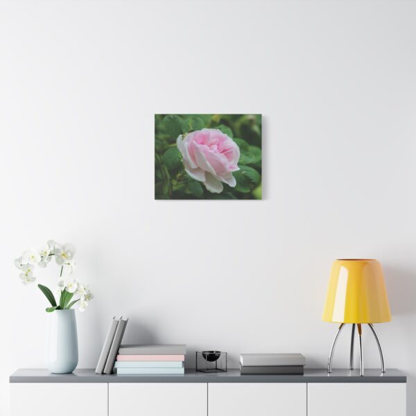 Floral Canvas Art Print, Beautiful Pink Rose, Wall Decor, Gift for Flower Lovers, Home Decoration, Living Room Art - Image 11