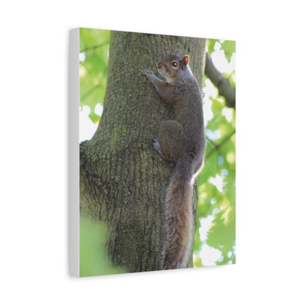 Squirrel Art Print, Nature Decor, Animal Photography, Wall Art, Home Decor, Gift for Animal Lovers, Woodland Theme - Image 2