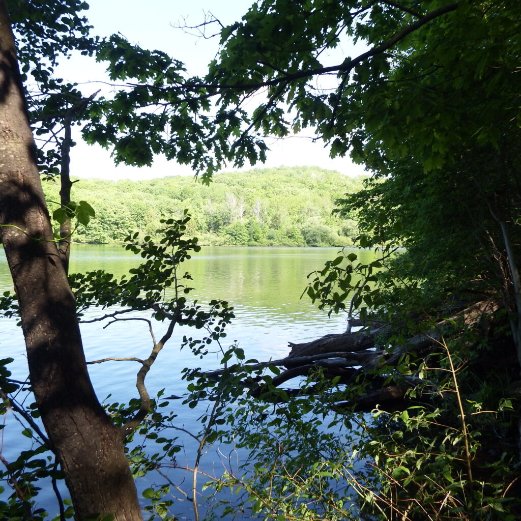 a picture of a lake behind trees