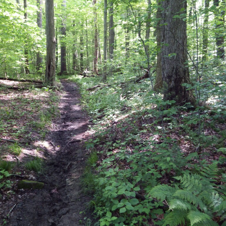 trail through the woods