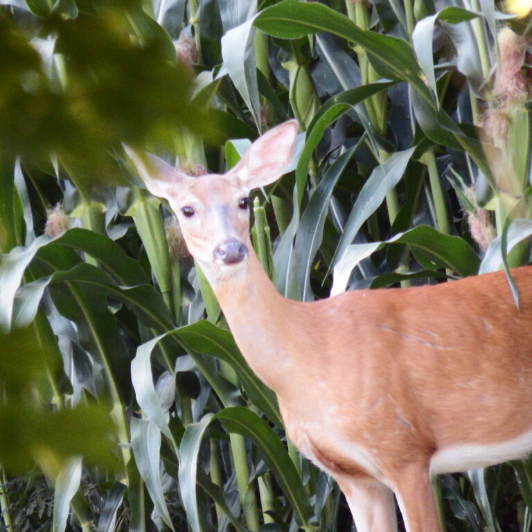 photo of a doe emerging from the corn field
