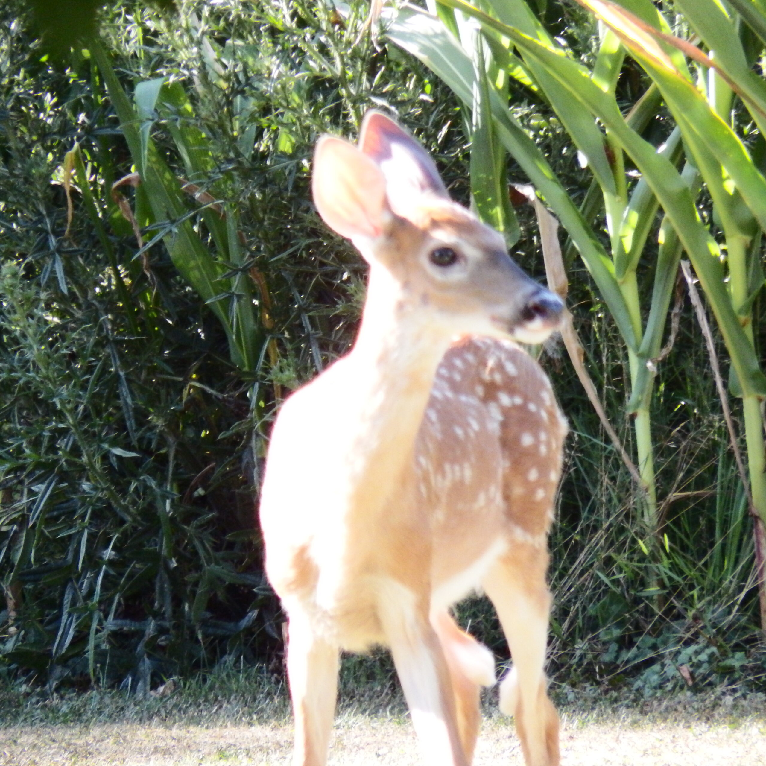Summer Fawn in the corn field